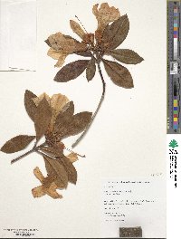 Rhododendron maddenii image