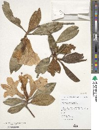 Rhododendron crassum image