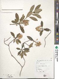 Rhododendron micranthum image