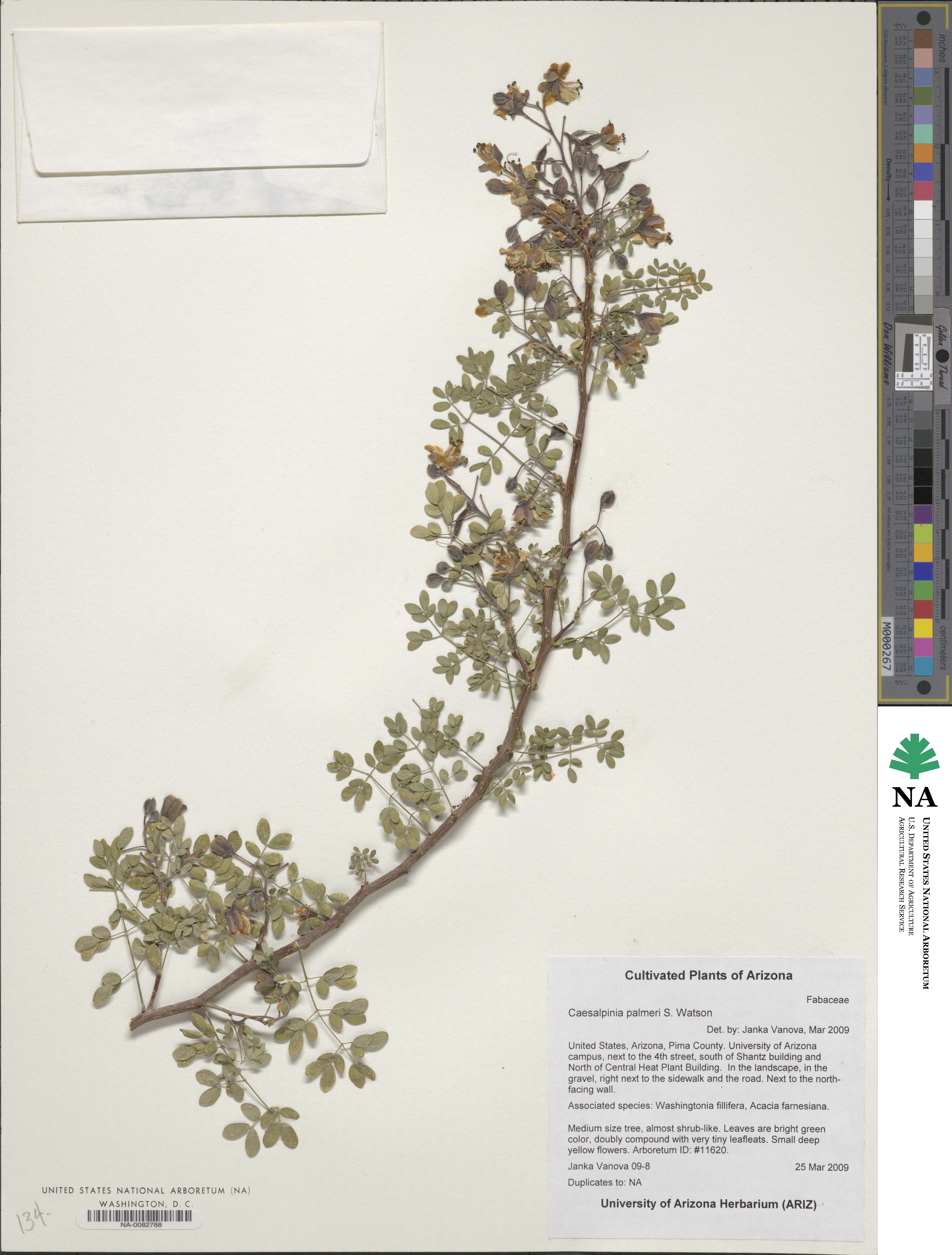 Erythrostemon palmeri image