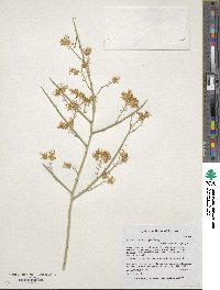 Parkinsonia microphylla image