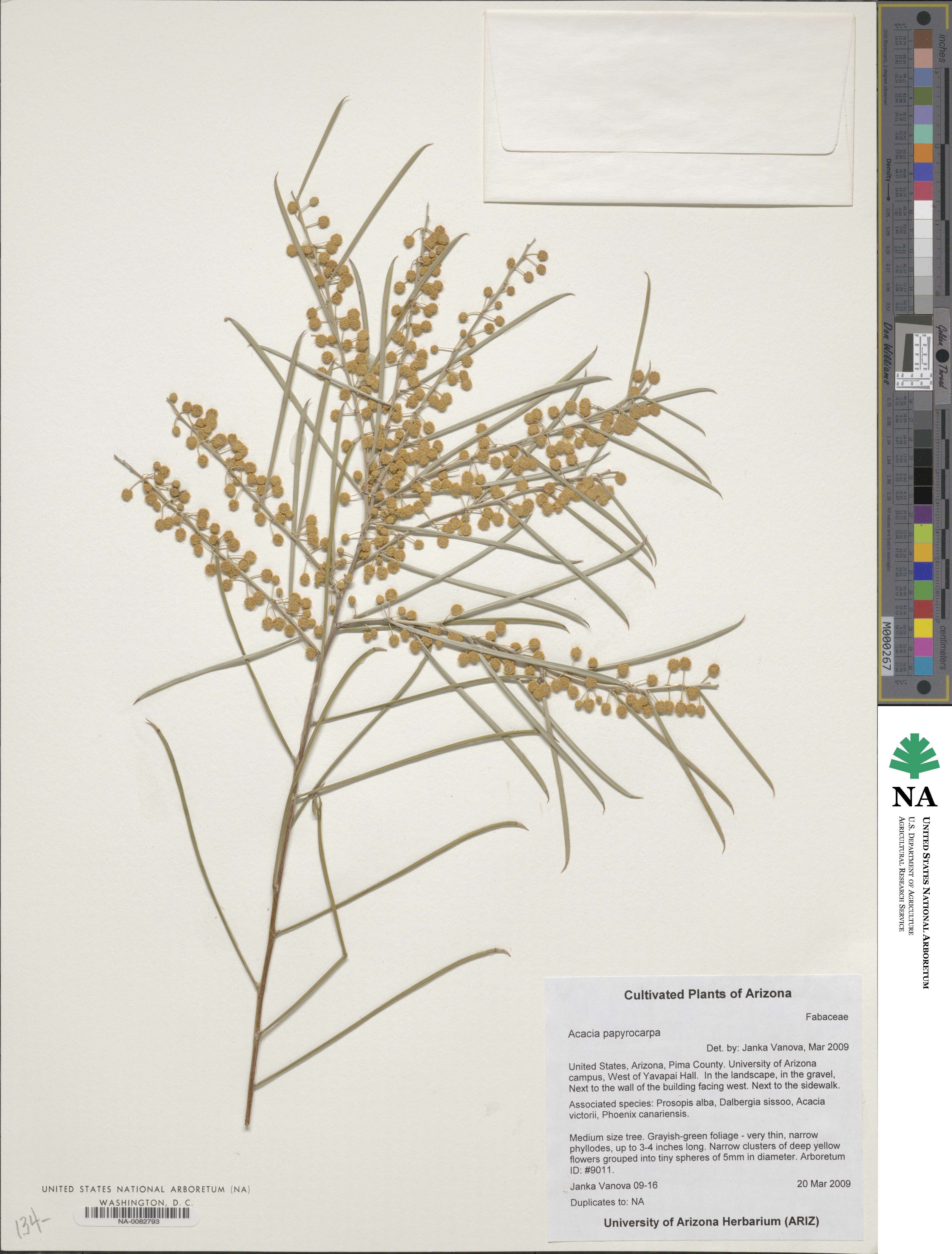 Acacia papyrocarpa image