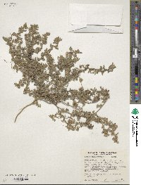 Acmispon brachycarpus image