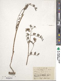 Image of Hosackia oblongifolia