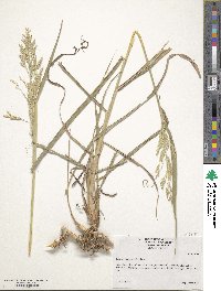 Sorghum halepense image