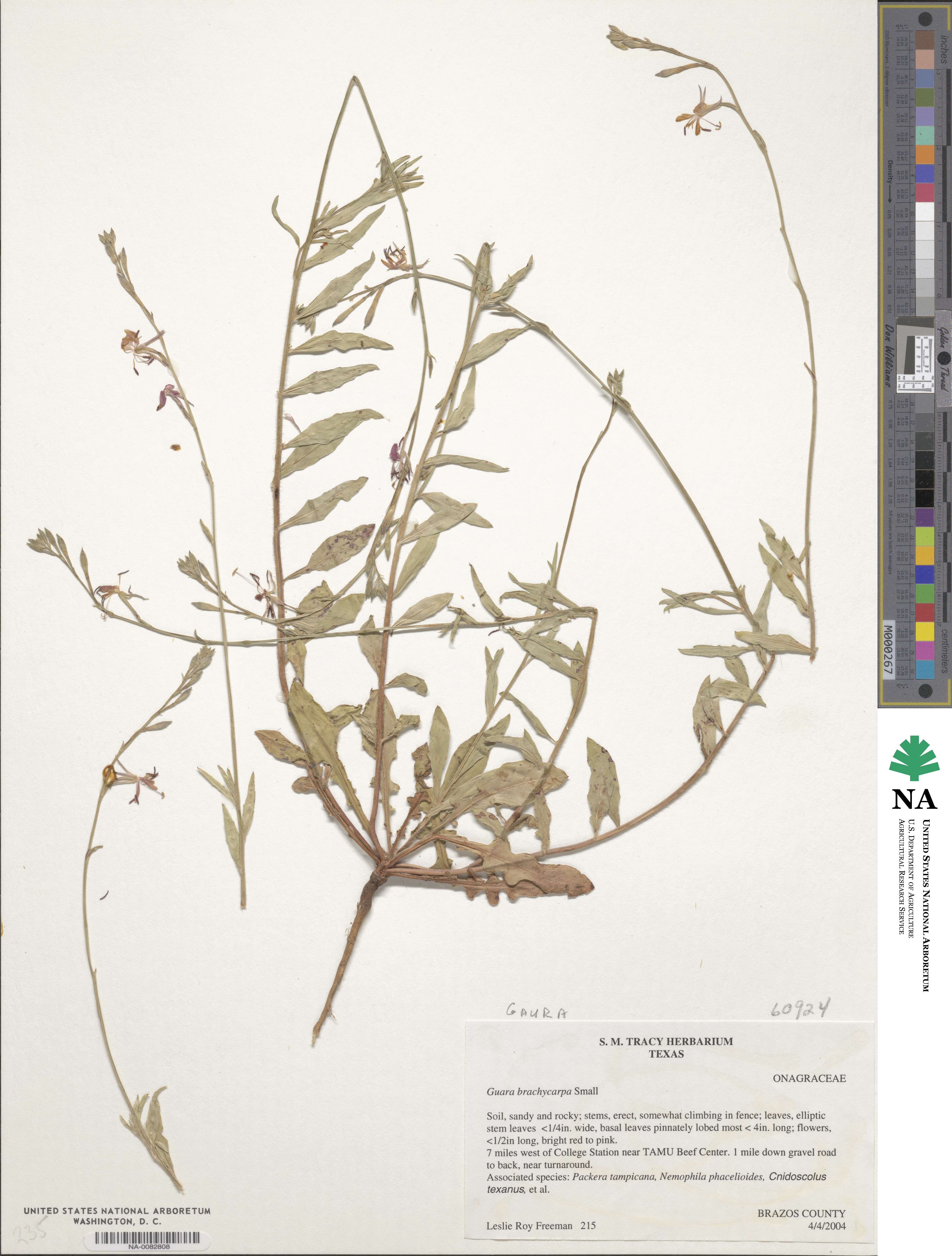 Oenothera patriciae image
