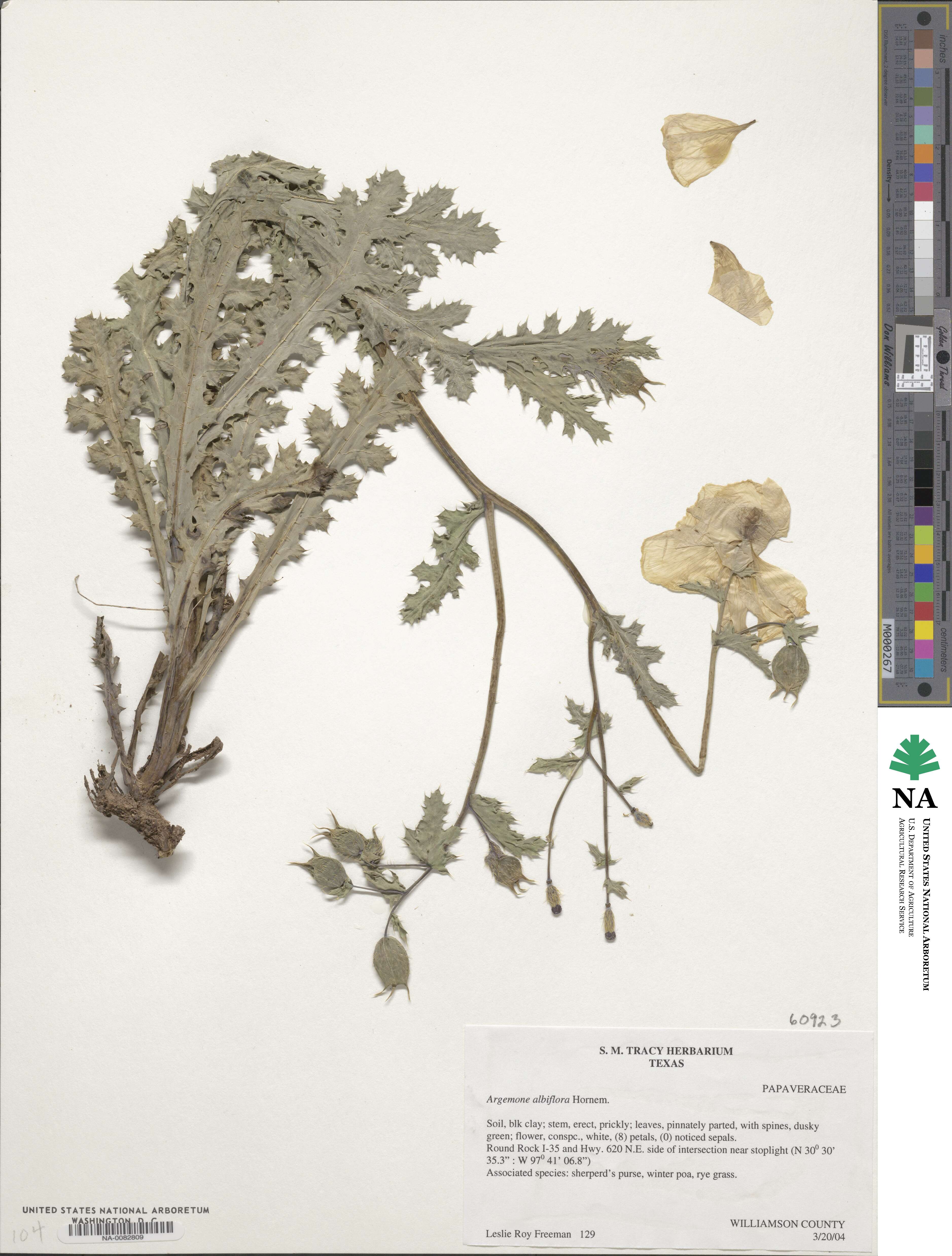 Argemone albiflora image