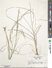 Aristida lanosa image