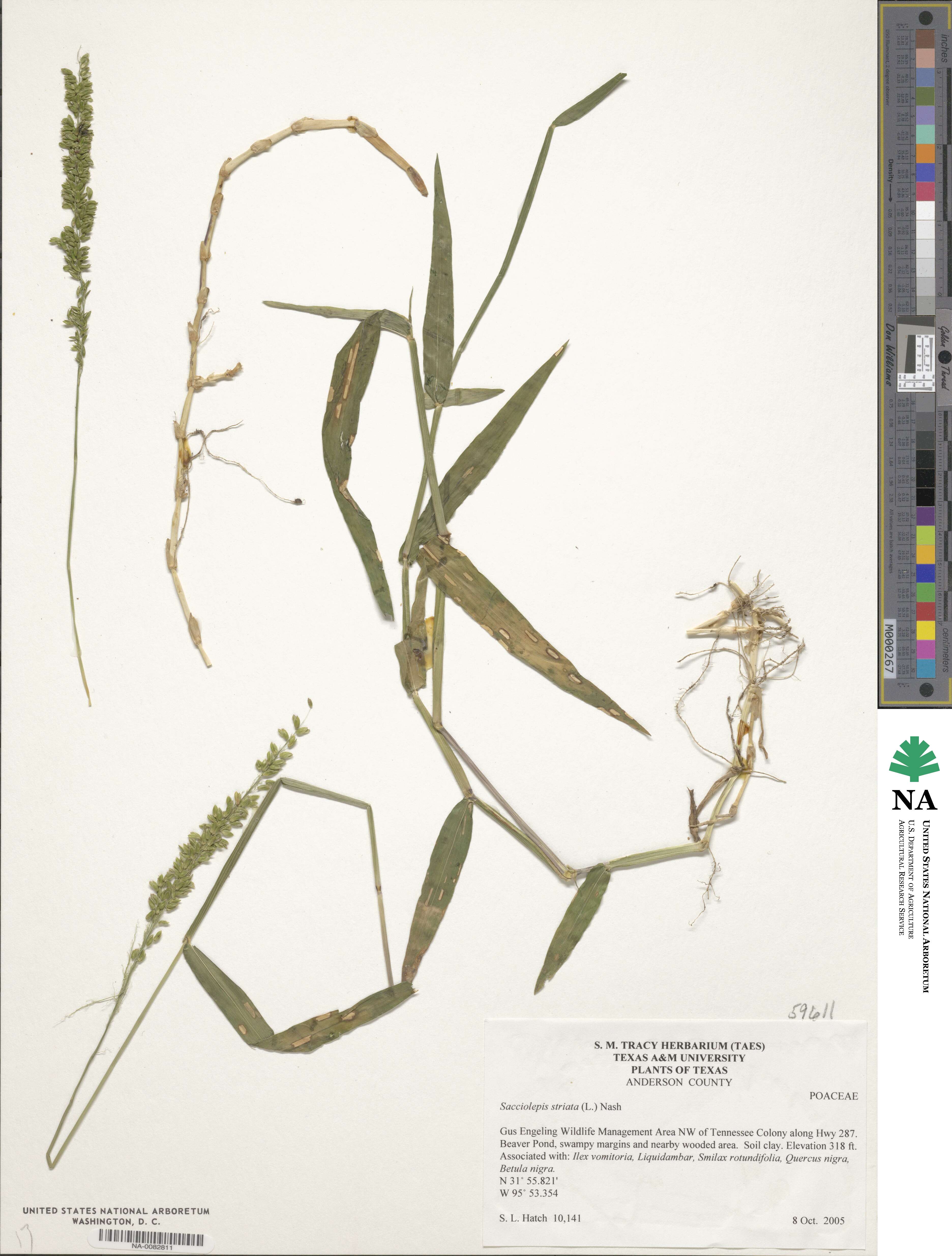 Sacciolepis striata image