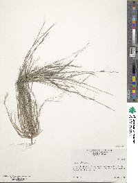 Aristida longespica image