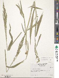 Urochloa texana image