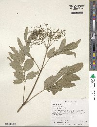 Sambucus canadensis image