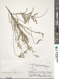 Tamarix gallica image