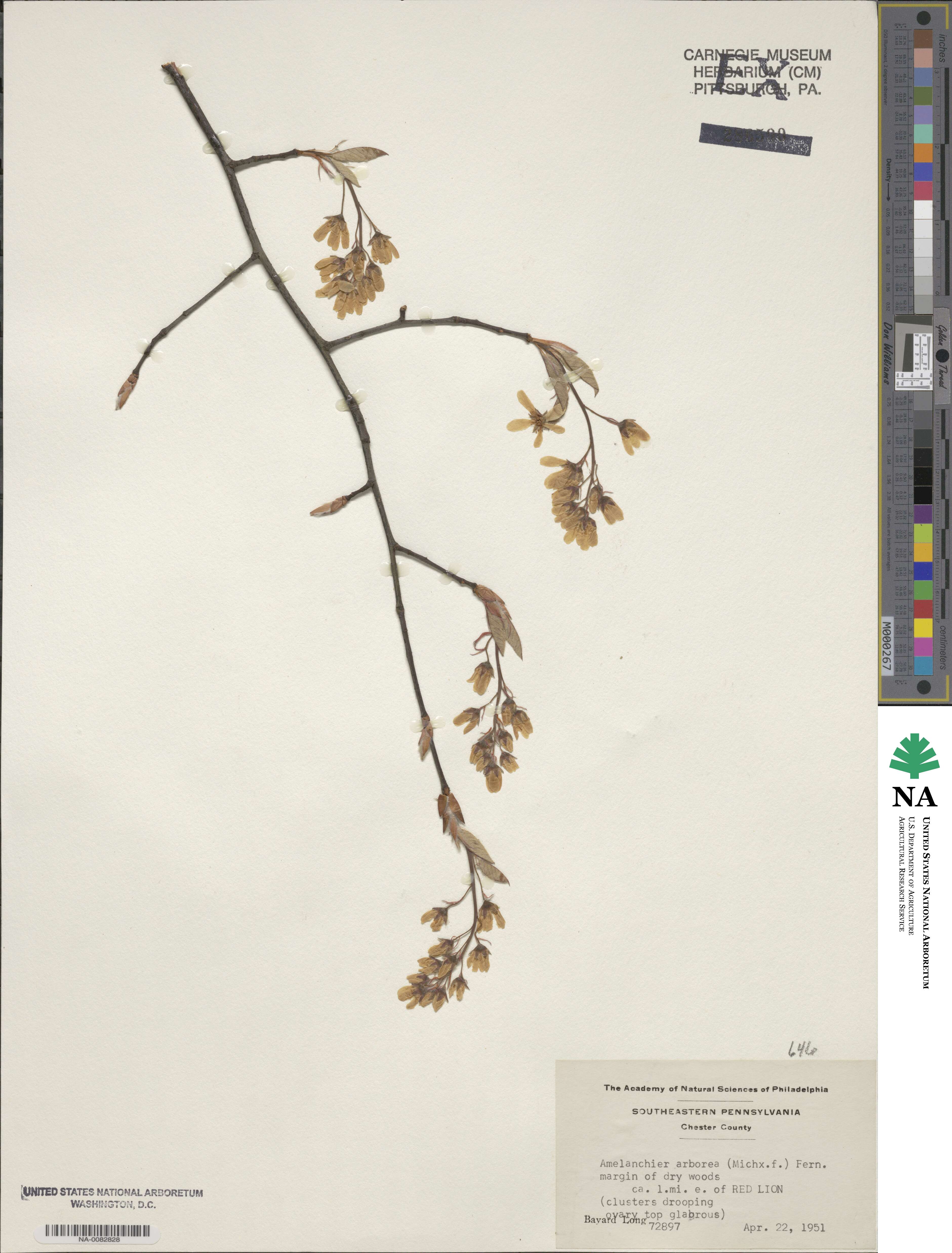 Amelanchier image