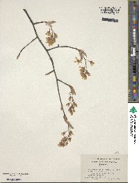 Amelanchier arborea image