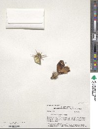 Image of Echinocactus texensis