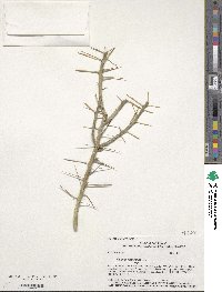 Image of Cylindropuntia leptocaulis