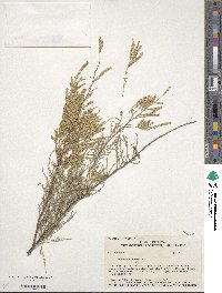 Tamarix gallica image