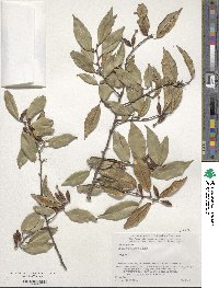 Elaeagnus glabra image