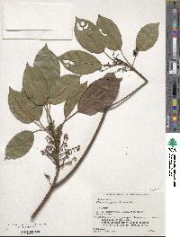 Elaeocarpus japonicus image