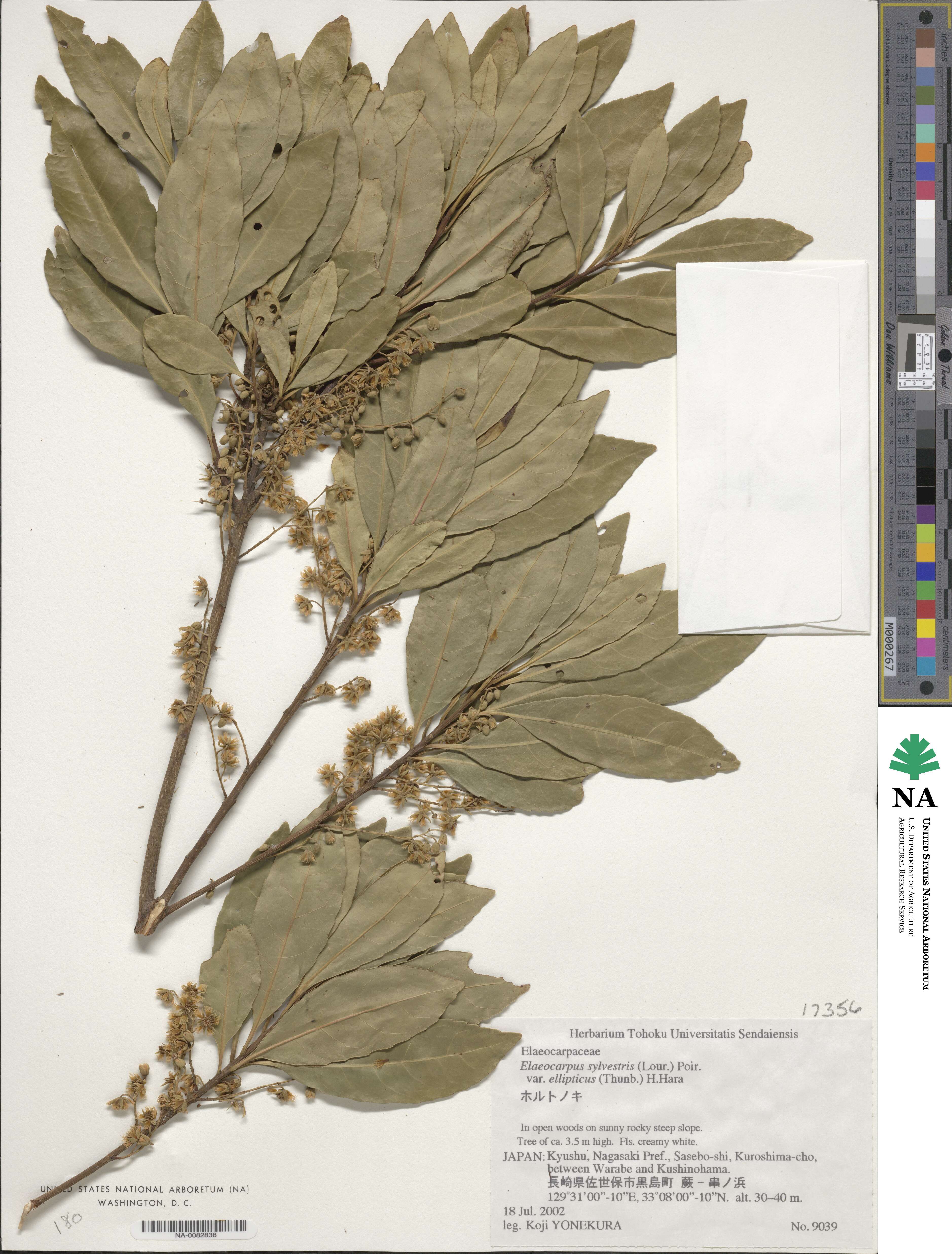 Elaeocarpus decipiens image