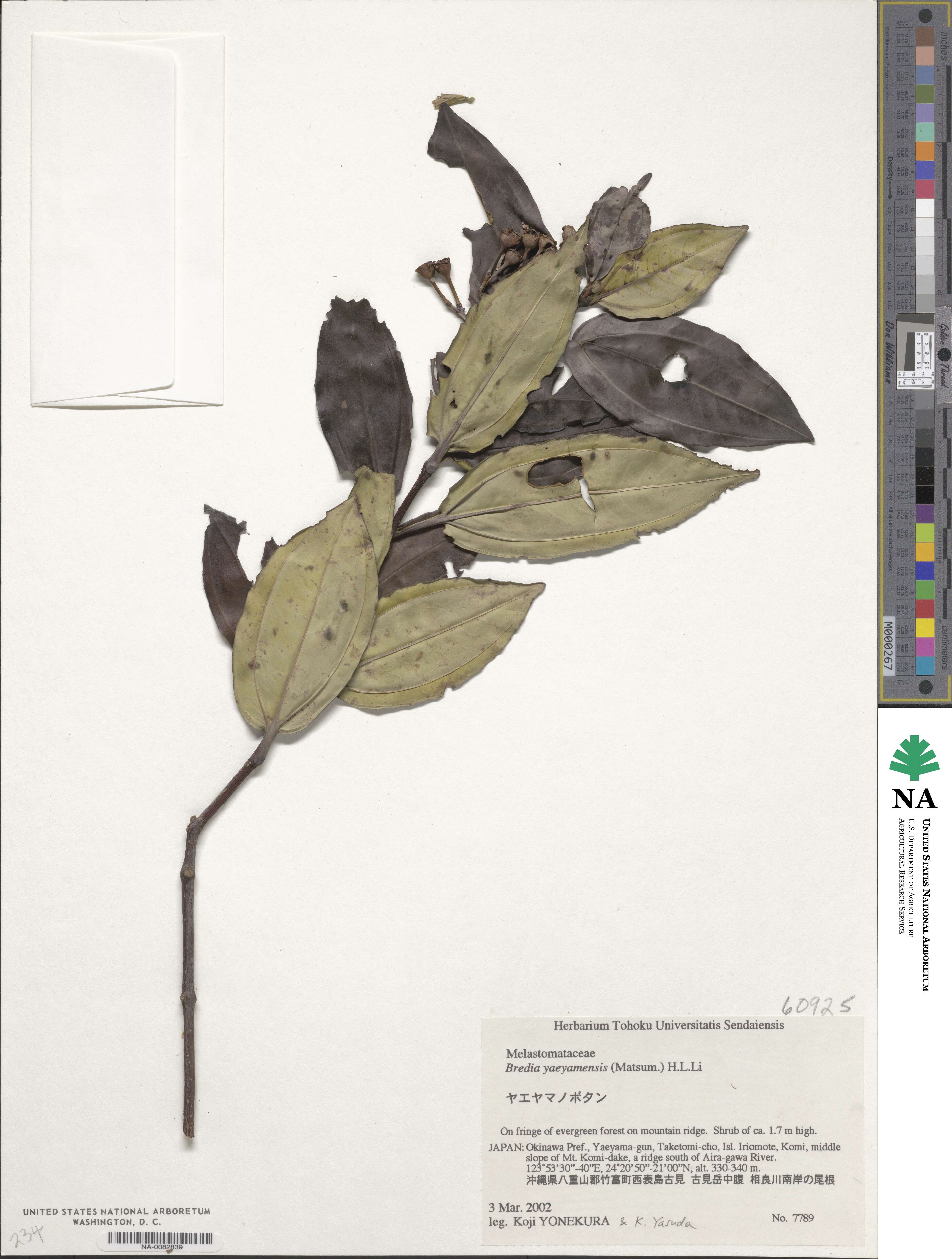 Tashiroea yaeyamensis image