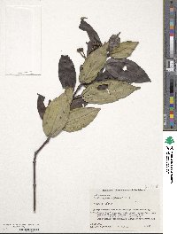 Tashiroea yaeyamensis image