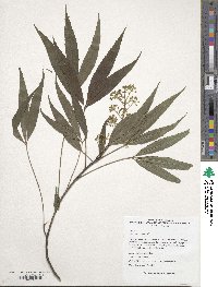 Image of Metapanax delavayi