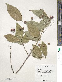 Euonymus oxyphyllus image