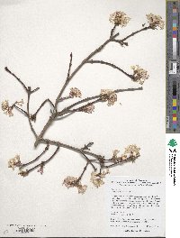 Viburnum farreri image