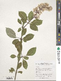 Syringa komarowii image