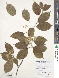 Sorbus caloneura image