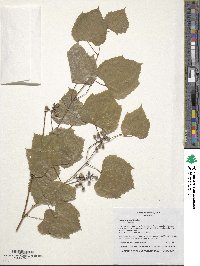 Vitis arizonica image