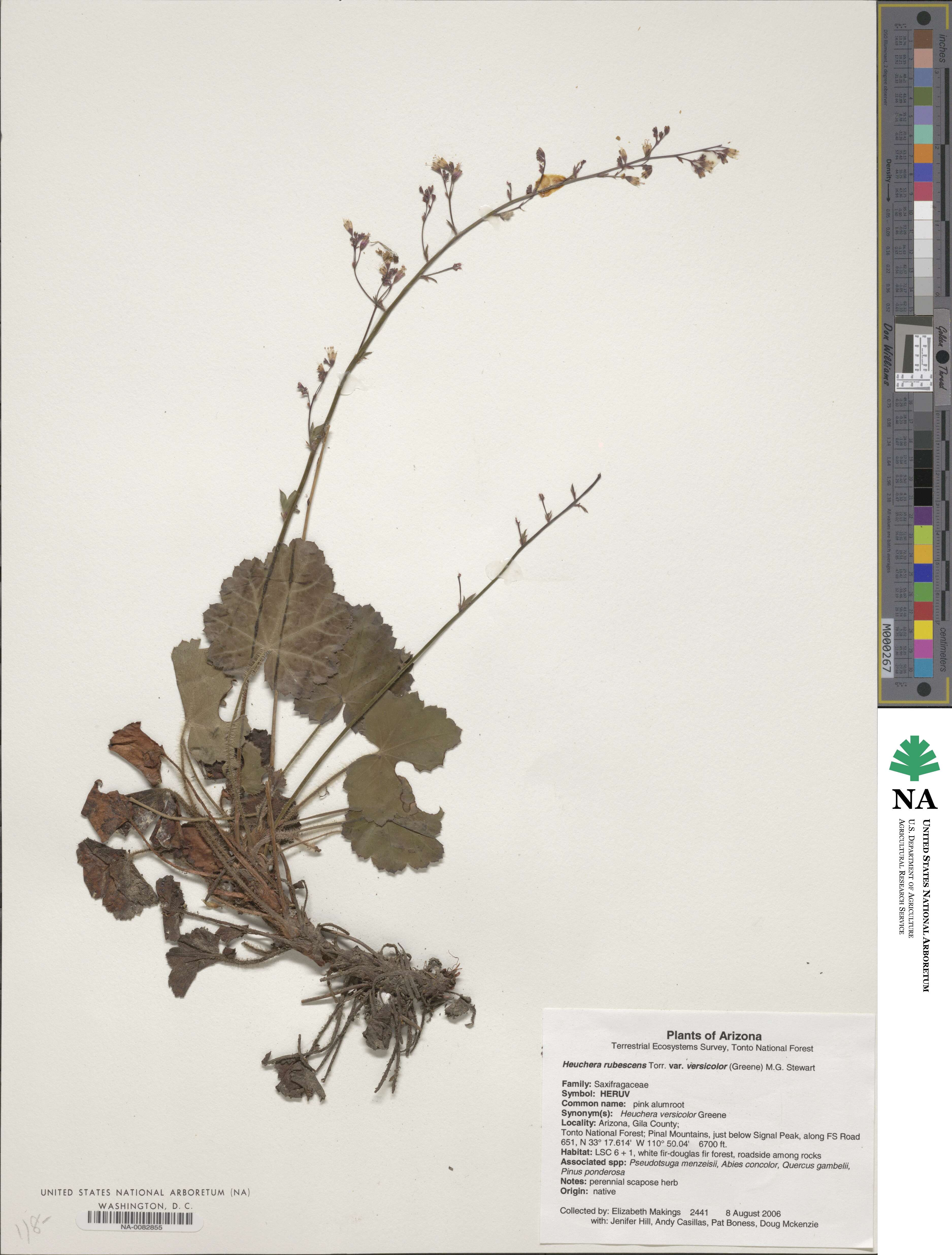 Heuchera rubescens var. versicolor image