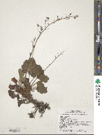 Heuchera rubescens image