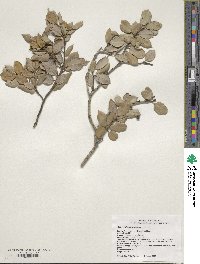 Quercus chrysolepis image