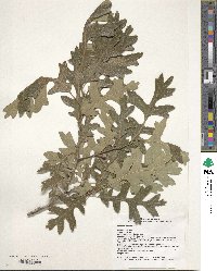 Quercus gambelii image