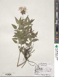 Monarda fistulosa image