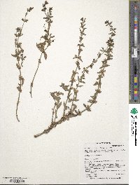 Stemodia durantifolia image