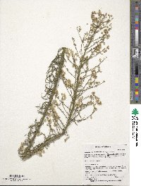 Laennecia coulteri image