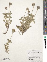 Image of Verbena gooddingii