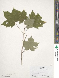 Acer saccharum image