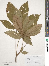 Aesculus pavia image