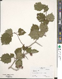 Crataegus macrosperma image