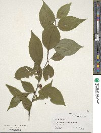 Ilex montana image