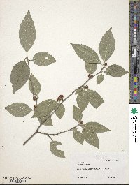 Ilex montana image