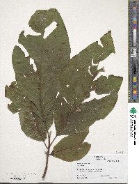 Magnolia acuminata image