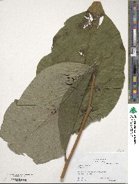 Magnolia acuminata image