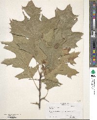 Quercus velutina image