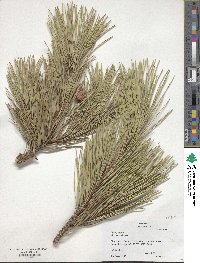 Pinus pungens image